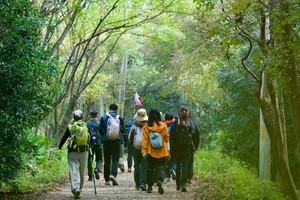 【11.10】周日“南京绿肺原始森林”“古树参天绿野仙踪”“老山万米长城”“野蒜野葱盛宴”8km趣味穿越线