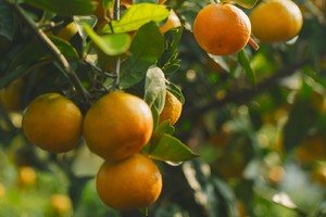 【11.10】周日常州太湖湾“水果主题双语户外”“丛林探险俯瞰太湖”“橘子畅吃自由”6km趣味轻徒步