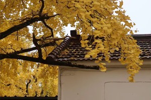 【11.24】周日湖州十里银杏“秘境古道轻徒步”“一年一度银杏黄”“湖州小阿勒泰湖边草坪”9km轻徒步穿越线