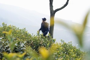 【12.29周日】湖州“江南红色小延安”“山泉竹林相伴”“高山草甸茶田”9km轻徒步