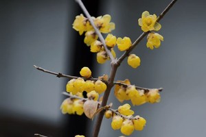 【2.4初七】无锡冠嶂古道“寒冬腊梅飘香”“灵山大佛祈福线”“会员6元活动”5km徒步