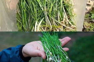 【3.2周日】宜兴“开春挖嫩野葱 淦里水库梅花节”会员  半价活动 5km平路轻徒步