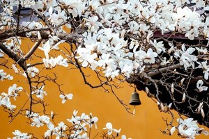 【3.8周六】南京紫金山灵谷寺“会员女神节半价特别活动”“春天古刹玉兰花”“古树参天森林”7km穿越轻徒步