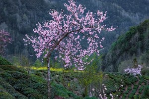 【 3.22-3.23周六日】“皖南春风赏花线”“新安江秘境高路徒步”“徽州美食网红饭店”6-10km轻徒步