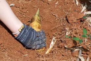 【3.16周日】宜兴竹海“春季挖笋小环线”“竹海密林听竹声”“新手轻徒初体验”4km小环线