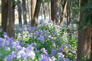 【3.30周日】溧阳曹山“被低估的溧阳小山”“寻觅山中古刹禅寺”“新手友好踏青路线”7km小环线 挖野葱 