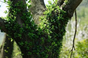 【4.6周日】宜兴铜锣山“清明踏青山脊线”“野生竹笋尝鲜季”“全程竹林落叶路”5km穿越线