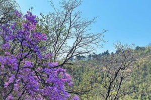 【4.4周五】溧阳伍芽山“山顶紫色杜鹃花林”“野菜野葱竹笋季”3km轻徒步活动
