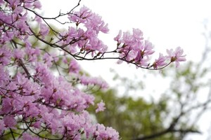 【4.20周日】溧阳伍芽山“山顶紫色杜鹃花林”“野菜野葱竹笋季”3km轻徒步活动