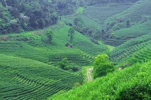 【4.20周日】宜兴小七尖“万亩茶园梯田”“登顶俯瞰群山”“山中野花烂漫”6km轻徒步