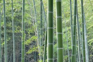 【4.19周六】金坛绿野仙踪“踏青采槐花小环线”“绿荫小道休闲轻松”“竹林探险奇遇记”3km轻徒步会员半价