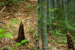 华泰证券*春日趣野计划：宜兴上坝村采茶挖笋轻徒步