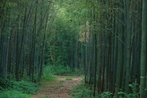 【5.5日周一】宜兴铜官山“天然空调原始森林”“漫步山泉水溪流路”“绿野仙踪覆盖99%”8km穿越线