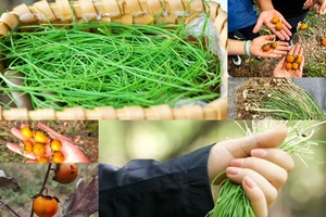 【11.9周日】浙江湖州“红色会师古道” “江南小延安”“高山草甸茶田”9km轻徒步