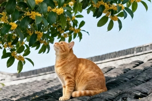 【11.8周六】苏州“桂花香飘上窑村”“俯瞰湖景山色相辉映”“打卡江南秋日画卷” 5km轻徒步环线