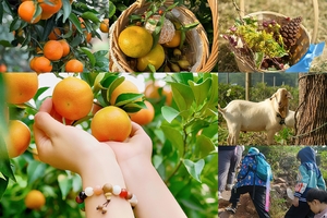 【11.9周日】常州太湖湾“丛林探险俯瞰太湖”“会员团建采摘深秋蜜桔”6km趣味户外