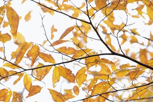 【11.16周日】镇江“空青山*武岐山赏秋” “竹海茶园野葱王基地”“观百年古银杏岁月沧桑”8km环线徒步