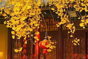 【11.22周六】镇江南山“网红打卡大裂谷”“百年古银杏树正当时”“绿野仙踪树荫小径”7km徒步