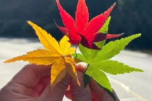 【12.7周日】南京无想山“洞壁琴音与无想禅寺”“红杉赏秋天花板”“行走在落叶满地的森林”8km轻徒步