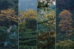 【3.4周三】浙江湖州“早春限定浪漫金色花海”“古寺禅心六八古道”遗世独立秘境8km环线