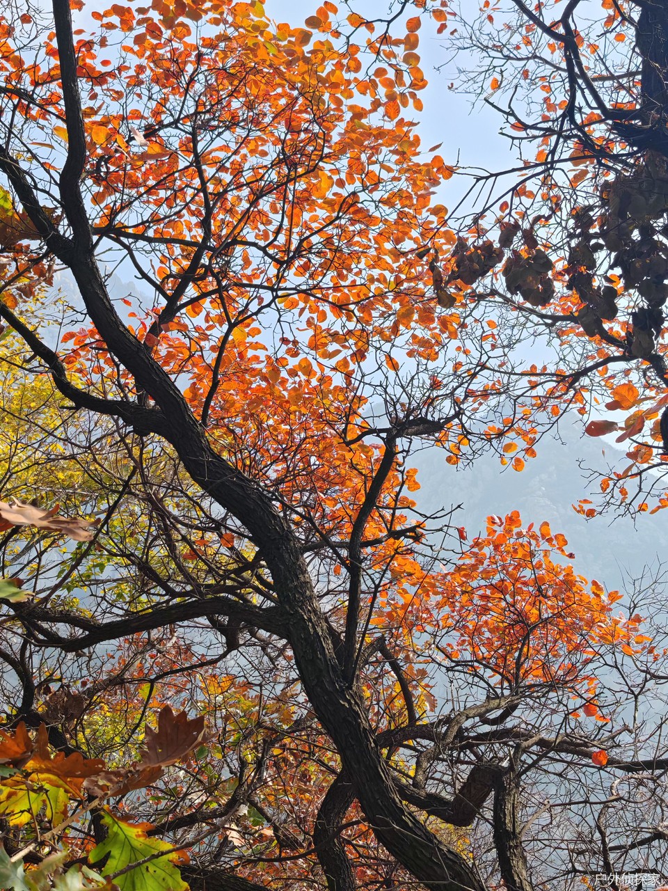 微信图片_20241103093239