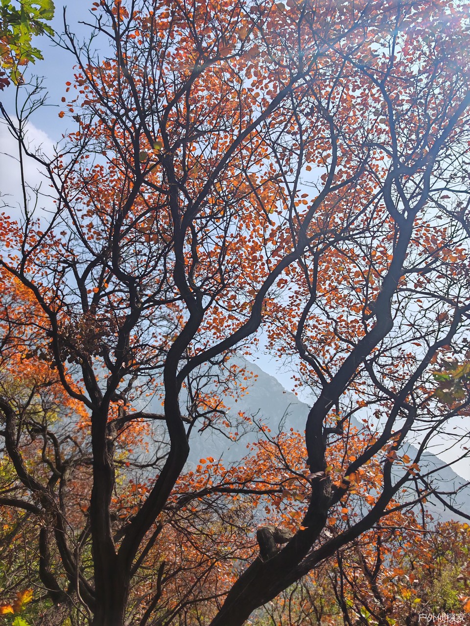 微信图片_20241103093240