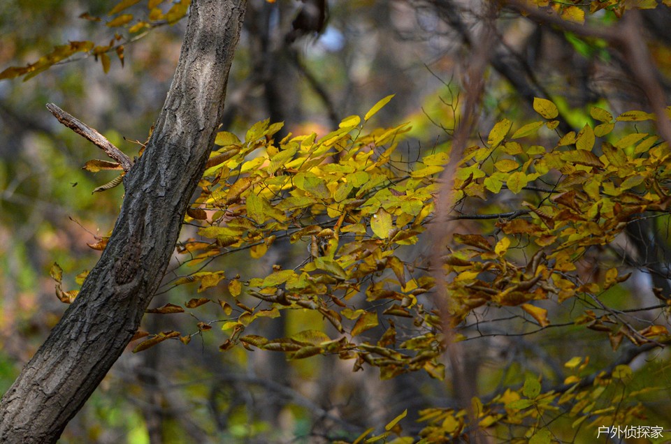 微信图片_202411030936221