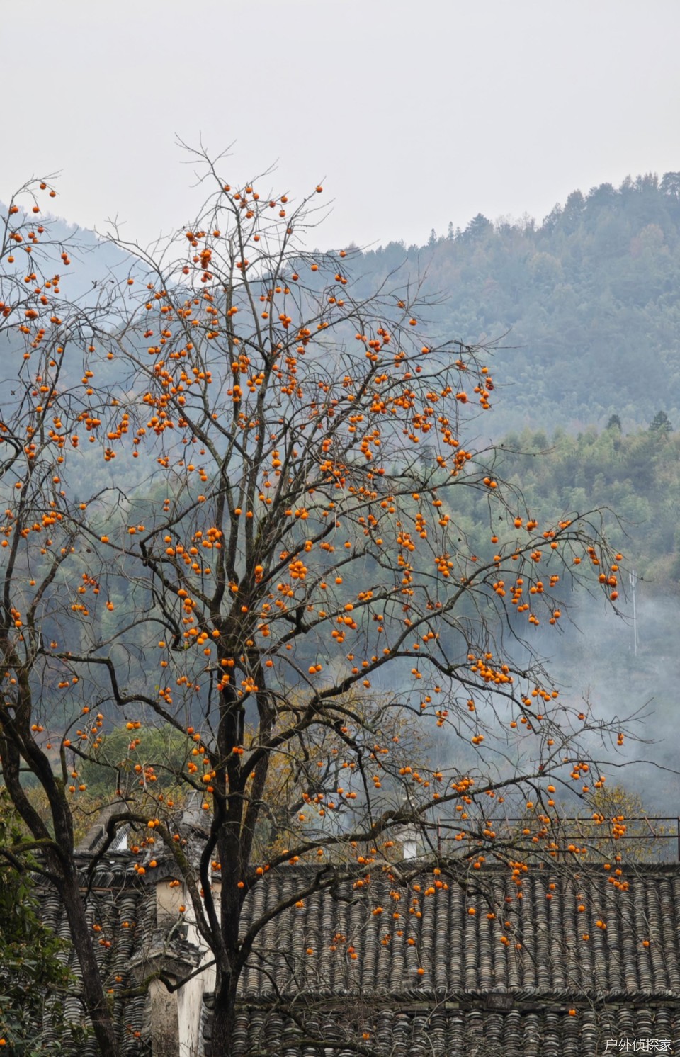 微信图片_20241124210527