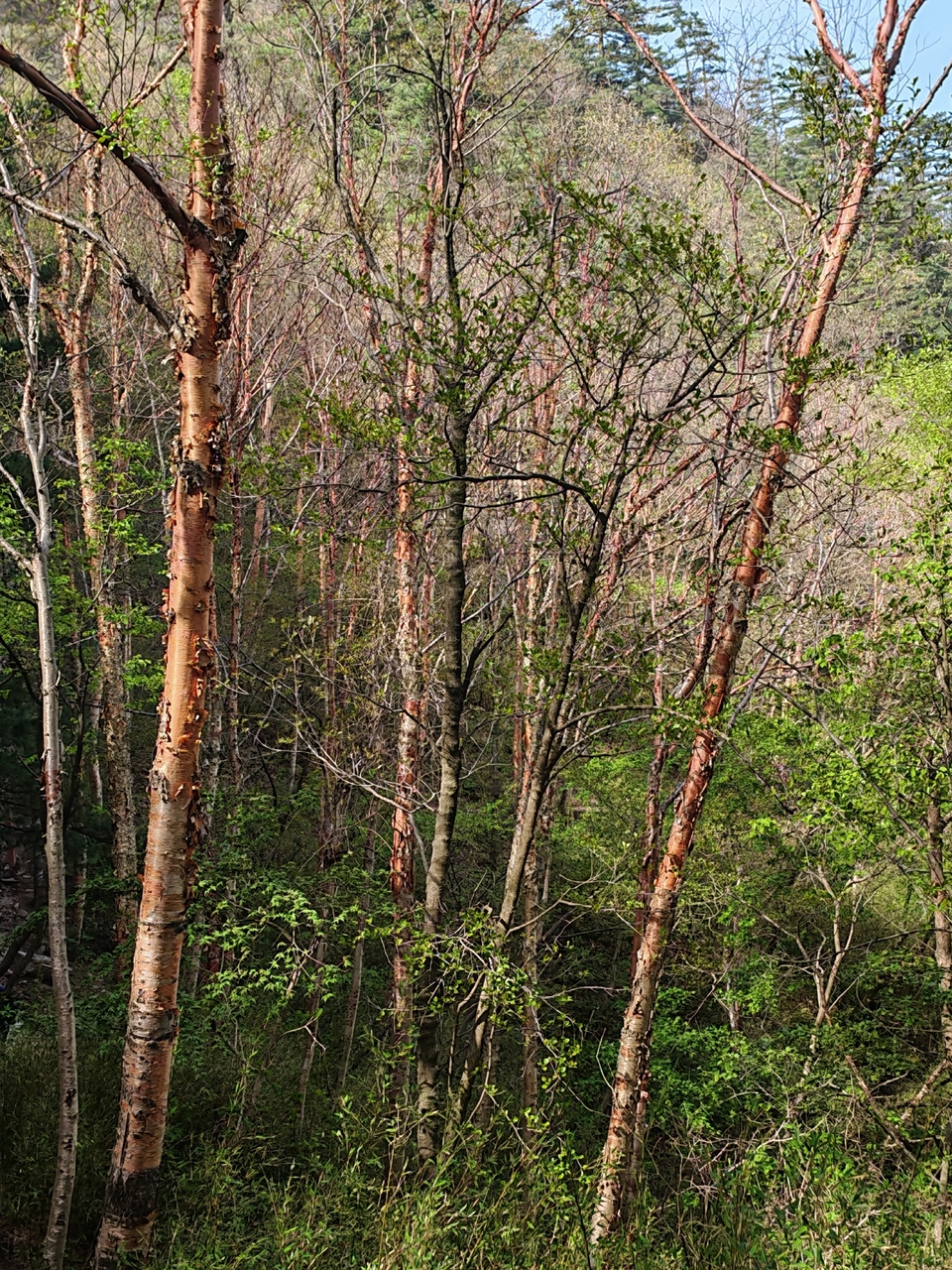 微信图片_20250505174940