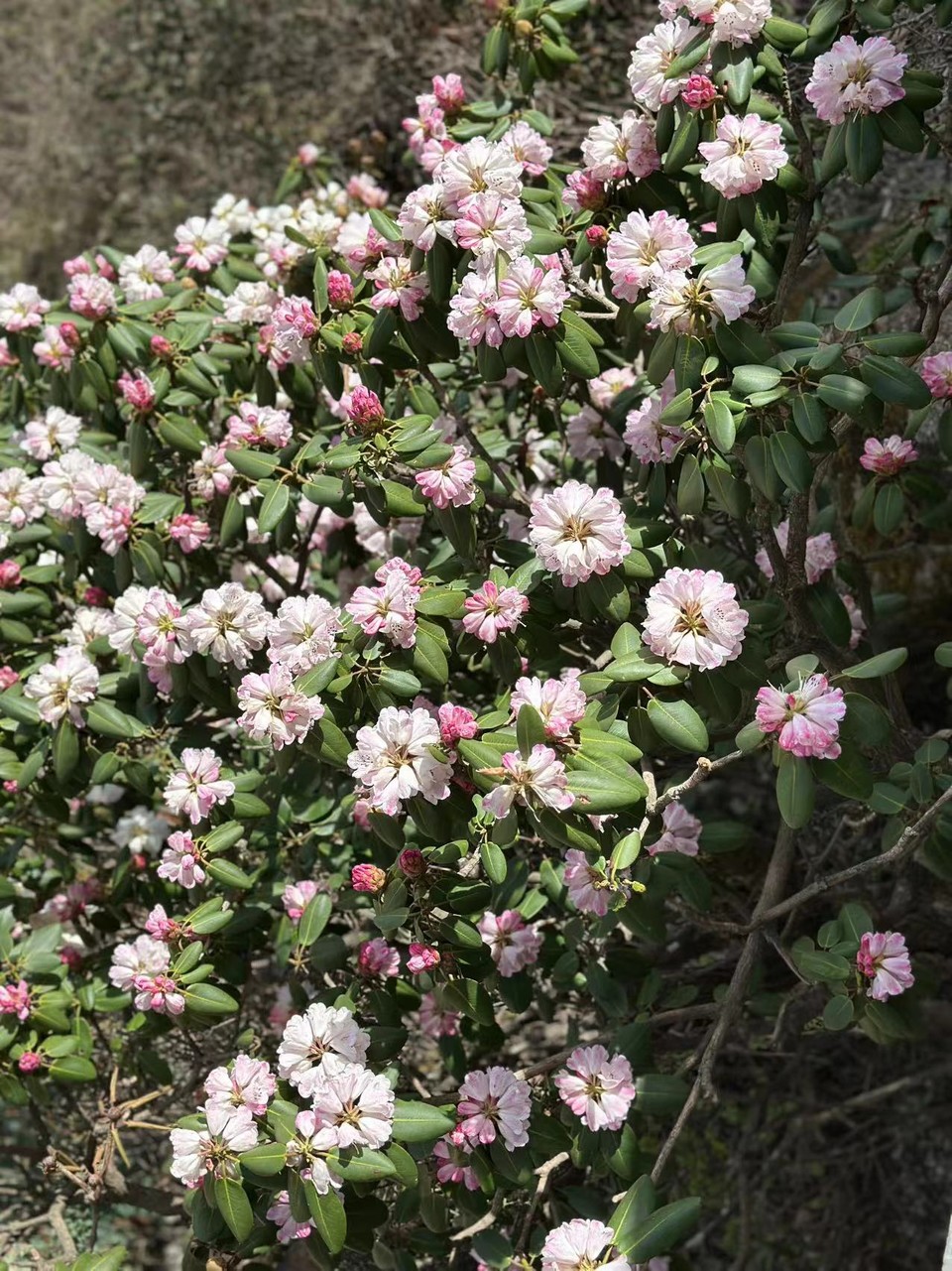 微信图片_20250506153340