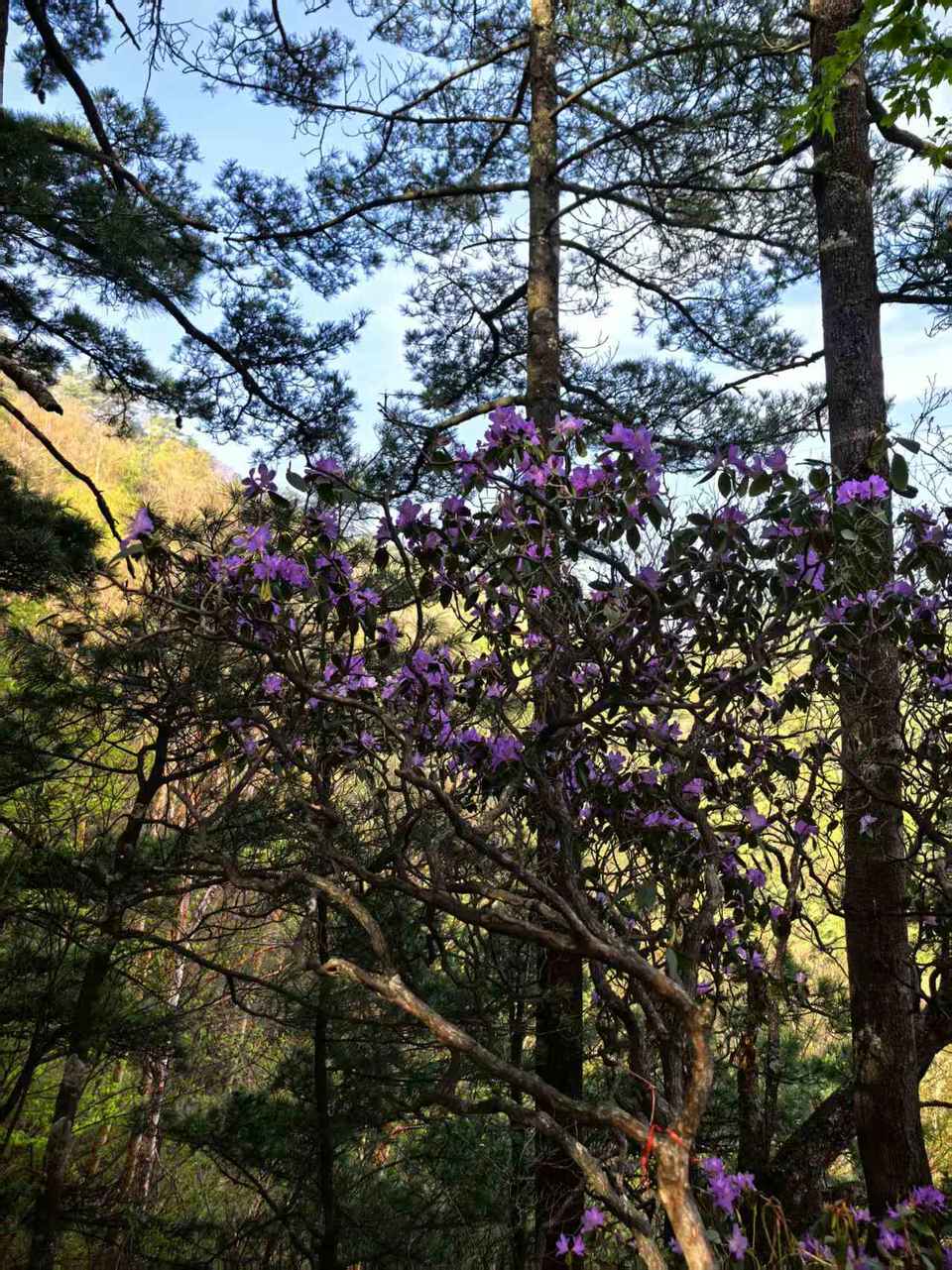 微信图片_20250506154347