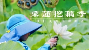 少年团·10.5（十一假期）：“荷”你“藕”遇 —— 做一日“小藕农”，解锁淤泥下的雪白宝藏！
