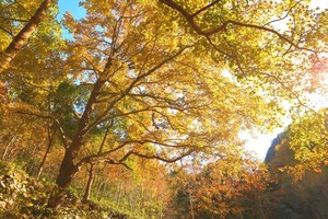 猎秋·12.1（周日）：“南山秋色”——徒步千年南黄古道