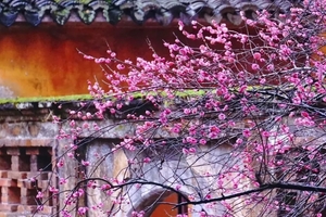 3.1 国清寺隋梅，看一眼便不负春光，逛千年崇仁古镇，吃嵊州小吃，推荐！