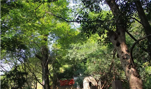 朱虹:草民的“皇宫”——篁岭