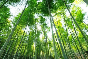 5.23日 「广州1日游」携宠从化溪头村、竹林徒步、溯溪、品尝地道美食！