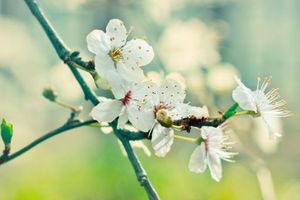 【女神节公益活动】3.7周六 天子峪生态农场赏花种花