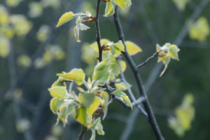 【独立营徒步】3.15周日 | 赏杏花 挖野菜 爬过好多个山头 7公里早春惬意山梁行走