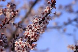 【植物观察半日课程】 3.14周六 | 深度自然植物观察 花朵解剖+制作压花书签