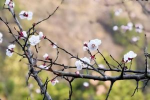 【妈妈团徒步】3.19黄峪 早春山梁行走 摘小蒜 山野火锅