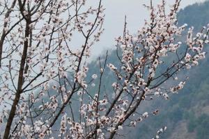 【亲子轻徒步】3.21周六| 打卡一座北山山脉的小山 赏春日里最美的杏花