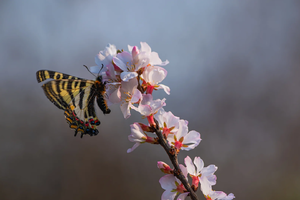 【昆虫课程】3.22周日 | 在早春山野间遇见苏醒的虫虫们 春蚕观察科普领养