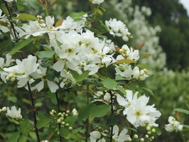 【独立营徒步】3.28/29周六日 | 7公里春日惬意山梁环线 行走在白鹃梅花海中 挖野菜 玩绳索 山顶野炊