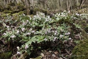 【植物课程】3.28/29 | 蓝田原始山野与植物深度约会 野路线徒步6-18公里来点挑战