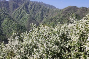 【植物徒步】4.4(周六) | 穿梁越坡挑战10公里徒步 赴一场白鹃梅花海之约