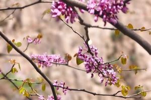 【成人徒步】赴一场粉紫色花海的浪漫相约 