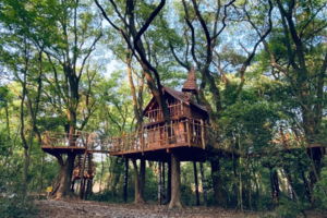 【五一营】5.1-5.2 | 2天1夜秦岭脚下 从0到1建造一座梦中树屋 在星空下的帐篷里独立过夜