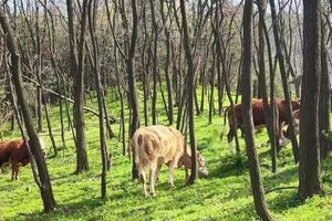 【五一博物徒步】5.1 | 在只有我们的山野天地 徒步8公里激发体能潜力 植物昆虫故事实时播报 领养蚕宝宝开启28天观察
