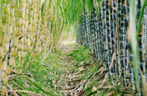 【秋收体验】9.19上午/下午半日 | 秋收农作体验 挖红薯烤红薯 砍甘蔗榨汁熬汤