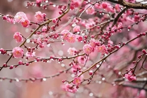 【小小树 妈妈团 城市活动】以博物学的眼光去赏花